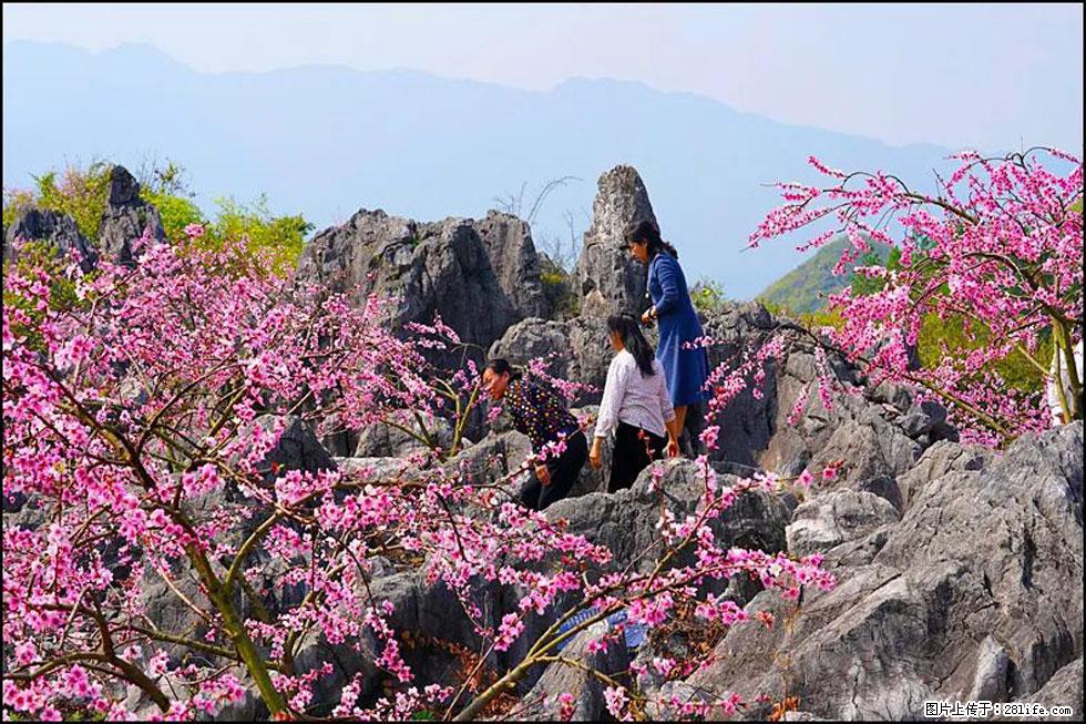 【春天,广西桂林灌阳县向您发出邀请!】望月岭上桃花开 - 游山玩水 - 宜昌生活社区 - 宜昌28生活网 yc.28life.com