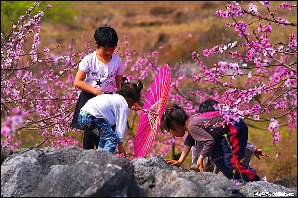 【春天,广西桂林灌阳县向您发出邀请!】望月岭上桃花开 - 游山玩水 - 宜昌生活社区 - 宜昌28生活网 yc.28life.com