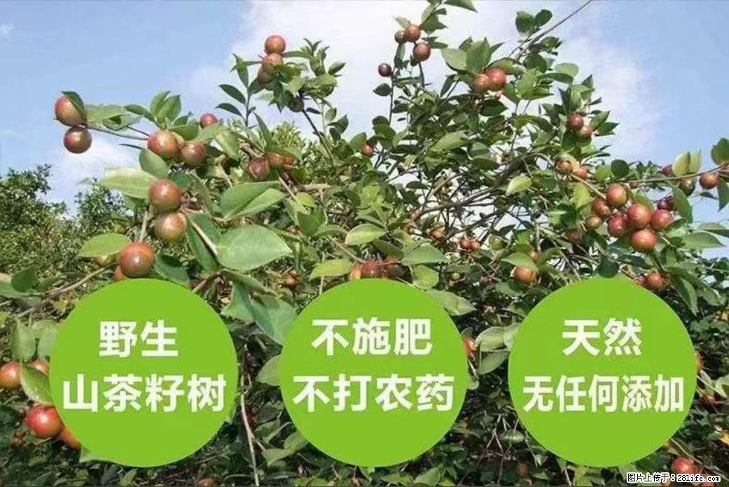 【灌阳县油茶产业示范区】一个有着充实的精神生活的人，对待身外之物自会有一种淡泊的态度 - 美食天地 - 宜昌生活社区 - 宜昌28生活网 yc.28life.com