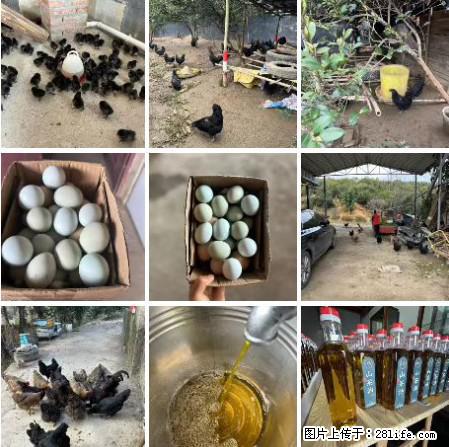 油茶园从小鸡仔开始养起的纯土鸡、土鸡蛋可以预定啦!还有前几天刚榨的纯山茶油哦 - 美食天地 - 宜昌生活社区 - 宜昌28生活网 yc.28life.com