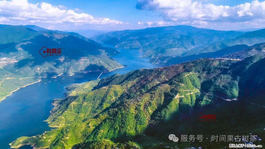 时间果百年古树龙珠普洱生茶 - 购物交流 - 宜昌生活社区 - 宜昌28生活网 yc.28life.com