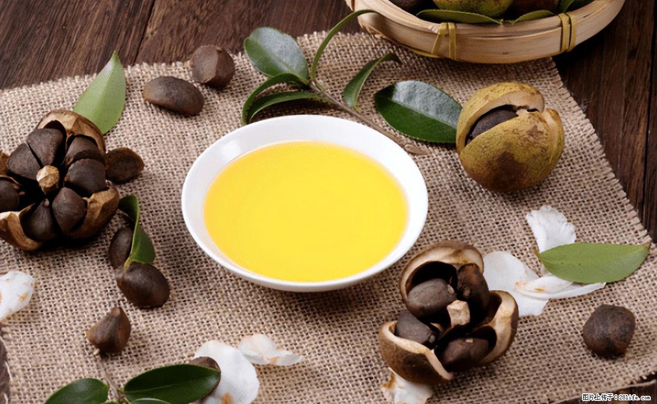 揭秘茶油的5大核心营养成分！被称为人体健康的“守护盾”！ - 宜昌生活资讯 - 宜昌28生活网 yc.28life.com