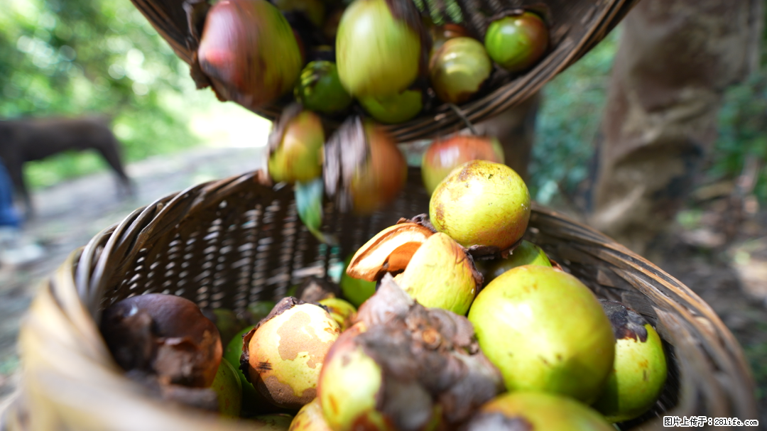 揭秘茶油的5大核心营养成分！被称为人体健康的“守护盾”！ - 宜昌生活资讯 - 宜昌28生活网 yc.28life.com