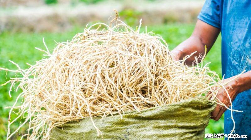 堪称“最难吃”的蔬菜,却是 “抗辐射神器”,还能护肺、清热、止咳化痰! - 宜昌生活资讯 - 宜昌28生活网 yc.28life.com