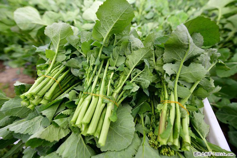 这些蔬菜是“天然钙片”，这6种被医生重点推荐 - 宜昌生活资讯 - 宜昌28生活网 yc.28life.com